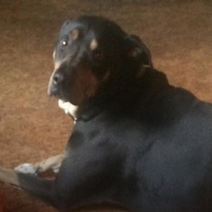 Meet your Posher, Dianne